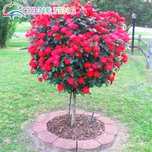 Розовое дерево в горшках, сад роз, балкон, 100 цветок бонсай, сделай сам, домашний сад, приятный запах, ароматный