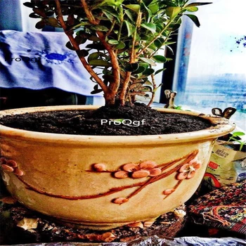 

Ngryise 2Pcs A Set Aglaia odorata