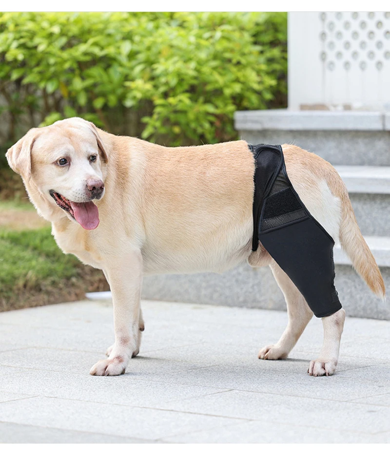 Cão lesão cirúrgica fixo joelheiras suporte gato