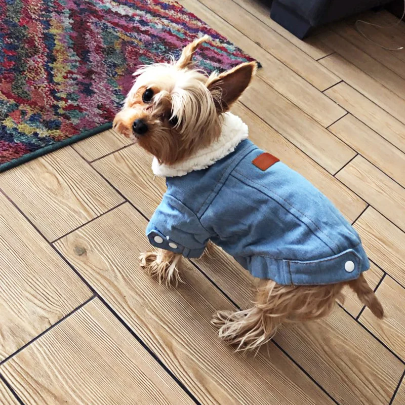 estimação cachorro denim casaco jeans traje chihuahua