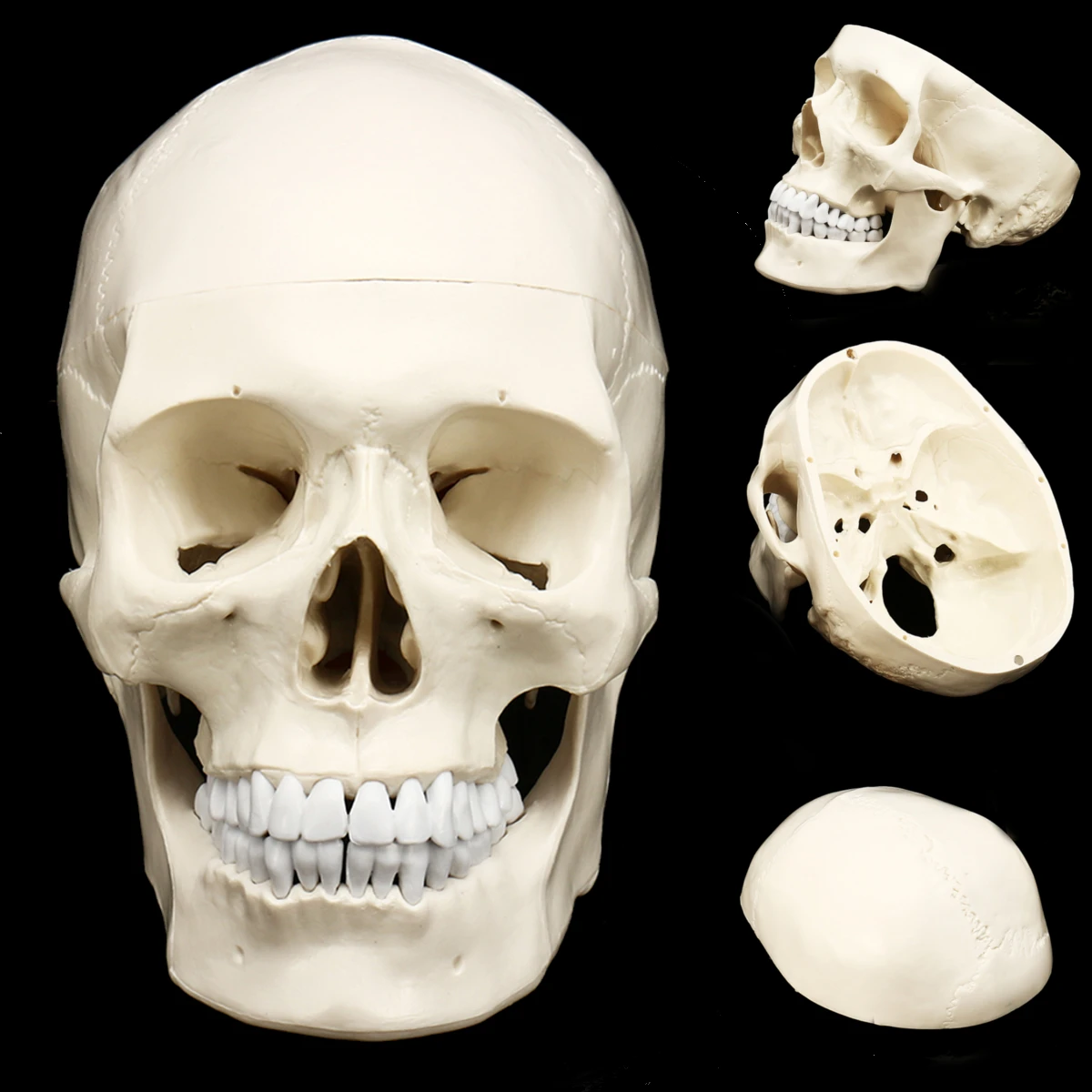 Modelo de cráneo anatómico humano, medicina, Cráneo anatómico humano, cabeza de anatomía, estudiar, enseñanza de la anatomía, suministros, nuevo