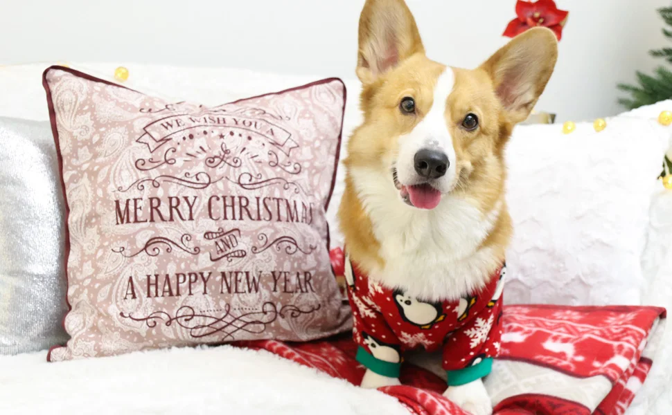 28871fc8-2fea-435b-a8e4-cd6436e13b45.__CR0,0,970,600_PT0_SX970_V1___ (1)