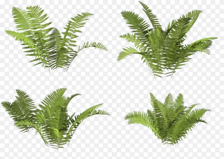 鸵鸟蕨类植物茎蕨类植物旗png图片素材免费下载 图片编号 Png素材网