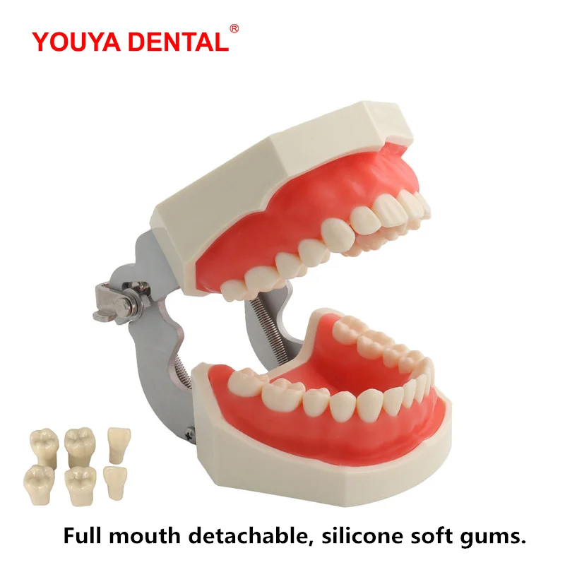 Preparation dental cast mold resin dentistry teaching model practice teeth  model