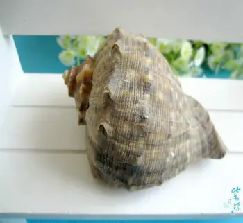 

Natural conch Conch shell 6-9 cm large local conch spiro conch Ocean Sea shells Wedding Decor Beach Theme Party