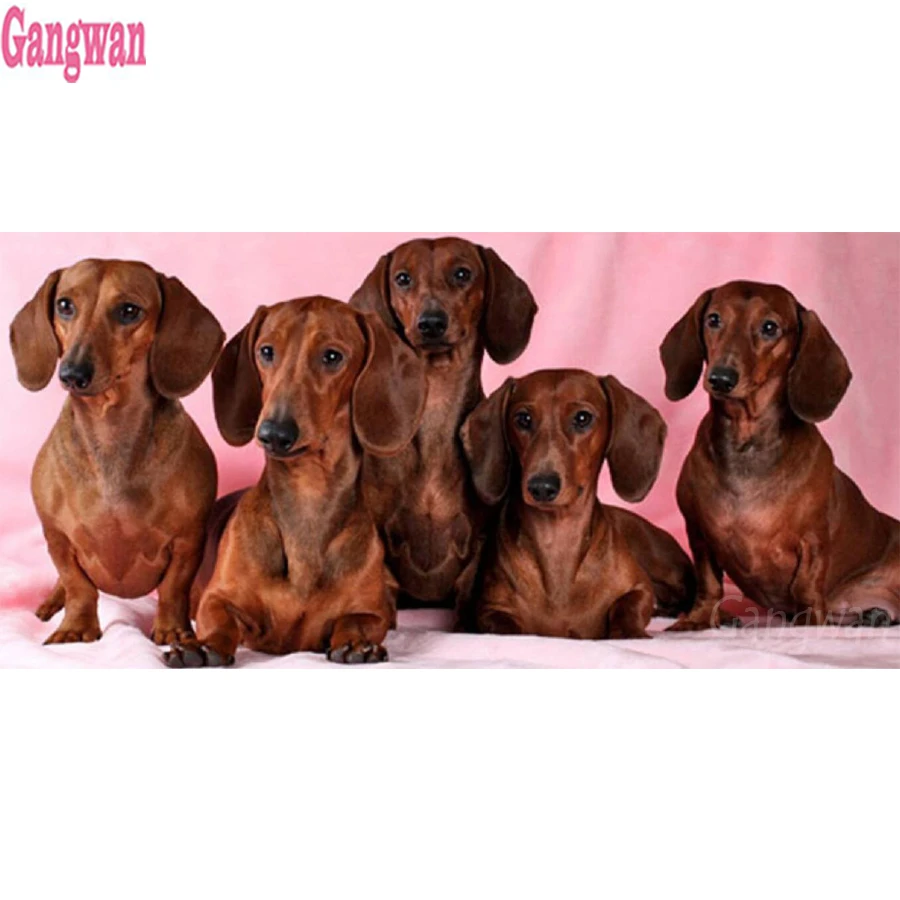 dachshund large