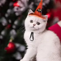 Хэллоуин вечерние Косплей собака кошка парик для собак Шляпа кошка аксессуары для Хэллоуина паук головной убор с тыквами ПЭТ праздничные