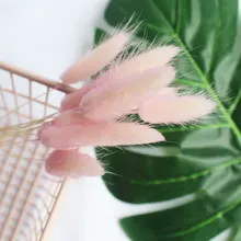 10 шт./лот кроличий хвост растение бонсай цветение декоративное растение бонсай цветение в бонсай или горшок цветок для украшения сада