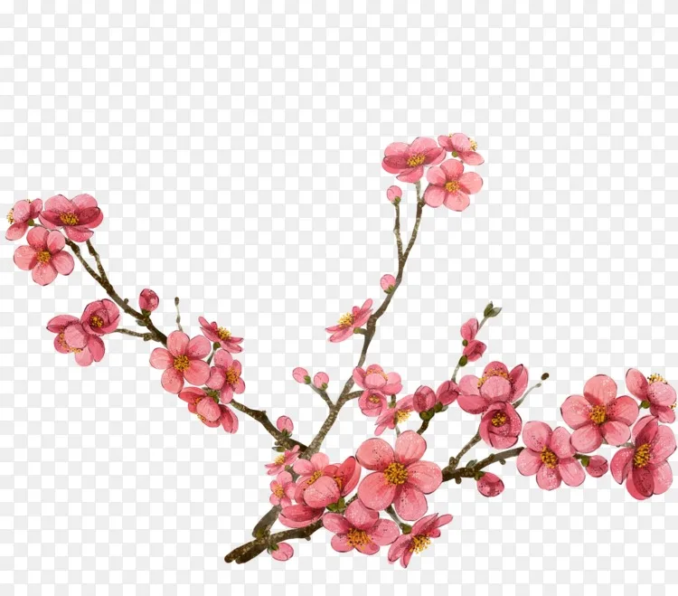 水彩画梅花夹艺术 粉红梅花设计png图片素材免费下载 图片编号 Png素材网