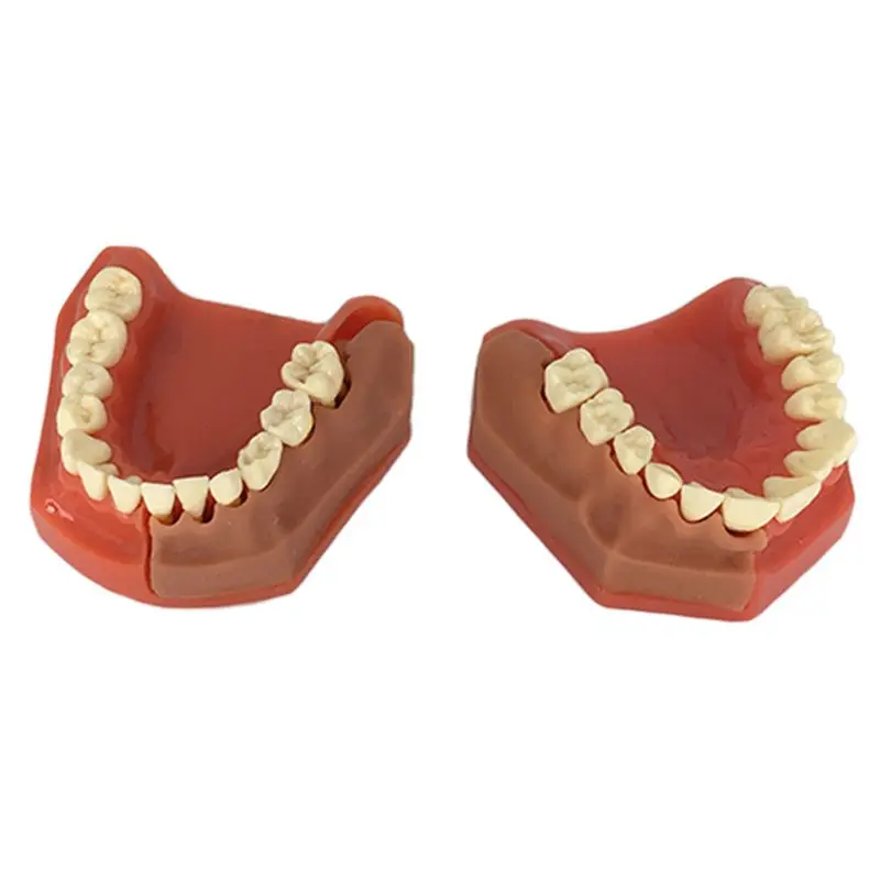 

Children Permanent Tooth Model Alternative Teeth Deciduous Model Removable Demonstration For Kids Studying Dentist Product