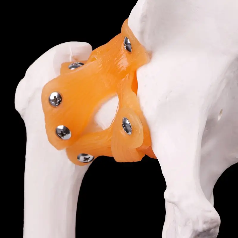 В натуральную величину Связки тазобедренного сустава медицинская анатомическая модель обучение скелету инструмент
