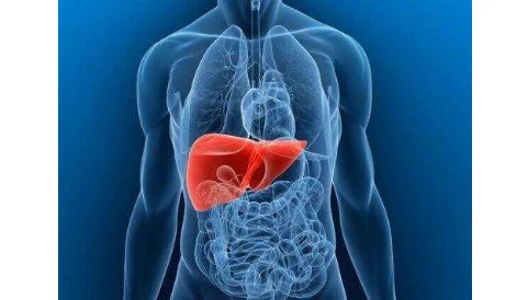 Liv.52 Ds 60 Tabletten растительные экстракты печень защита, скорость восстановления, улучшает аппетит