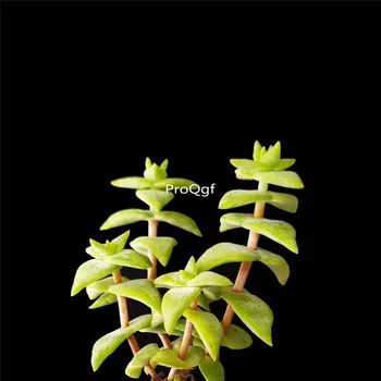 

Ngryise 8Pcs A Set Crassula pellucida variegata