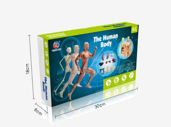 Human anatomy educational toy setup