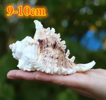 Large natural sea shells beach shell specimen for fish tank fishing net schelp nautical home decor Wedding Party Decor Crafts - Цвет: C
