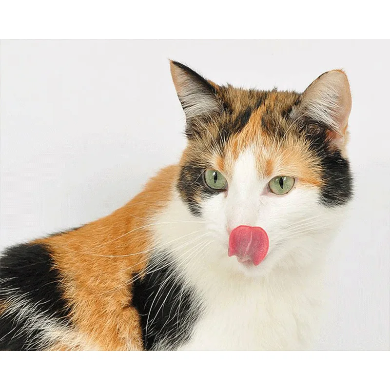

DIY Diamond Painting New Style 5D Cat Resin Full of Crystals Manufacturers Direct Selling Recruitment Agent Support S