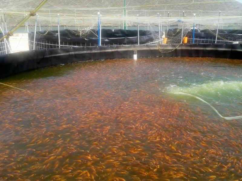 1116238_698363906845358_690616525_o