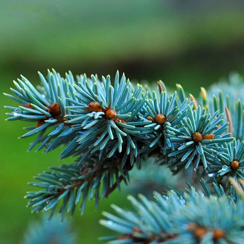 100 шт бонсай синяя ель Picea Pungens Evergreen дерево бонсай дерево растения товары для домашнего сада посадочный горшок завод