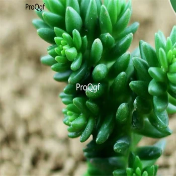 

Ngryise 5Pcs a Set Villadia batesii