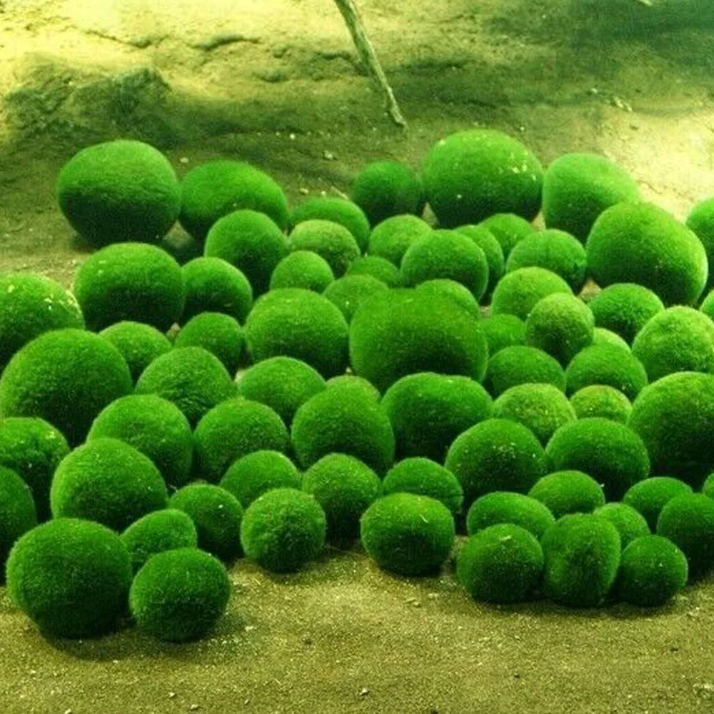 Красивый мох Marimo мяч 4-5 см легко живущий зеленый зоотовары аквариум растительный шар из водорослей пейзаж Водные виды