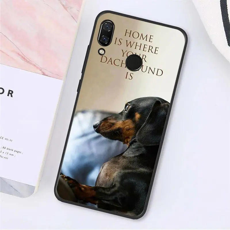 Cute Animal Dachshund Dog Puppy 