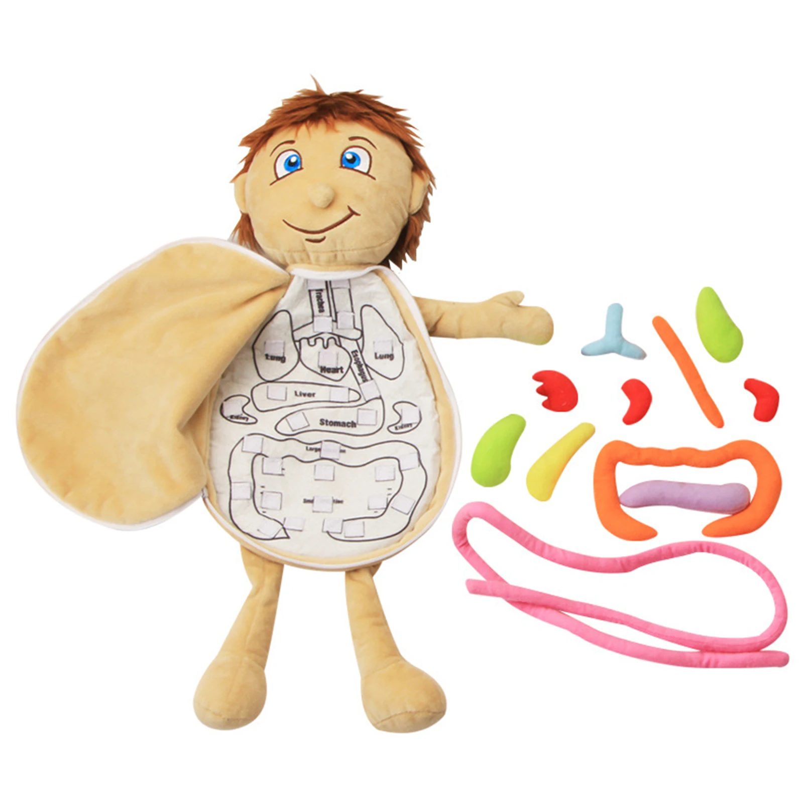 Human Body Model Anatomy Doll Soft Doll Toy Anatomical Medical Internal Organs Awareness Learn Early Education Toy For Preschool 5