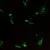 Аксессуары для часов Nh35 watch needle orange three needle needle green luminous, подходят для nh35/36 и 8215,8200,821 A GD3804 2813