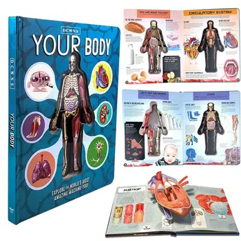 

Human Torso Body Model Anatomy Anatomical Medical Internal Organs For Teaching Early Education Book for Kids gift