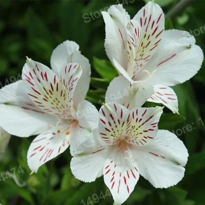 200pcs/bag Alstroemeria Plants mix Peruvian Lily Plantas Princess lily colorful flower gardenling lily bonsai flower Plante home - Цвет: Синий
