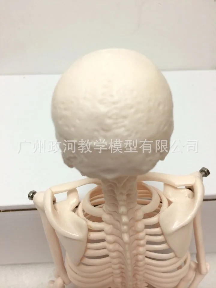 45 см мини Анатомия человека медицинская модель скелета стандарт для изобразительного искусства и медицины держатель для постера медицинская помощь обучения биологии