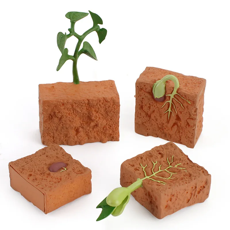 Juguete cognitivo Montessori para niños, una planta de simulación del ciclo de vida de granos verdes, modelo de ciclo de crecimiento, juguetes educativos de Ciencia