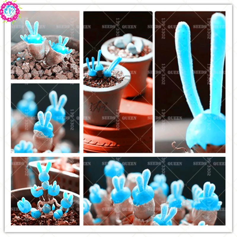 200 шт Мини Синий суккулент редкий кролик литопс попка цветок живой камень бонсай посадки для DIY товары для домашнего сада цветочный горшок