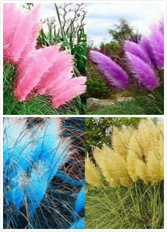 Graines de Pampas graines de Pampas graines de roseau d'argent graines  d'herbe rustique herbe de pampas ornementale | AliExpress