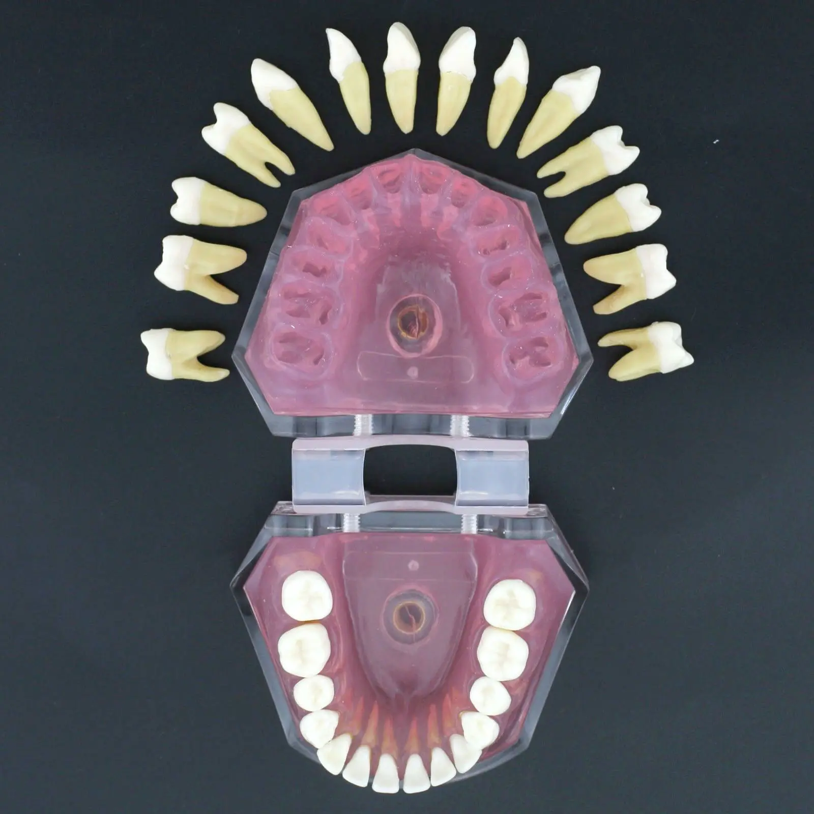 

Dental Soft Gum Standad Typodont Study Model with 28pcs Removable Teeth #7008