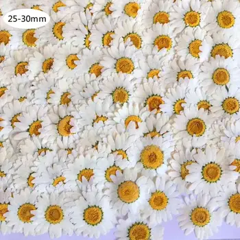 

100Pcs Real Natural Dried Pressed Flowers White Daisy Pressed Flower for Resin Jewelry Nail Stickers Makeup Art Crafts