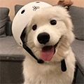 Warm Adorable Pets Store