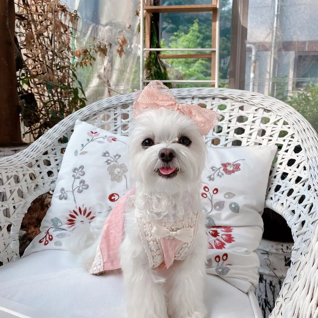 Summer Dog Dress Puppy Clothing Lace Sling Dog Dress For Small Dogs Girl Spring Skirt Bichon Teddy Pet Wedding Skirt