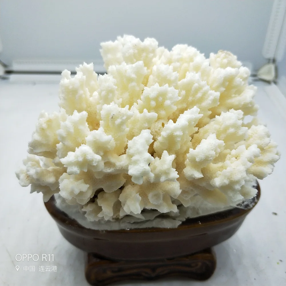Natural Coral Tree White Coral Aquarium Landscaping Home Furnishing Ornaments Home or wedding decoration Natural Coral Tree White Coral Aquarium Landscaping Home Furnishing Ornaments Home or wedding decoration