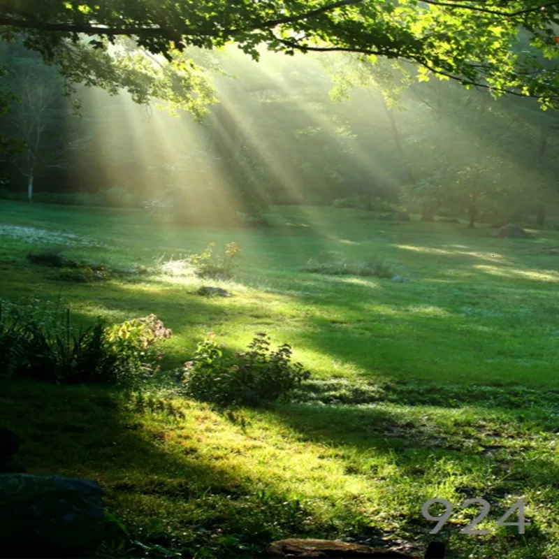 

WHISM Fantasy Forest Photography Background Cloth Photo Cloth -5*7 Feet Lifelike Furniture Decoration Painting