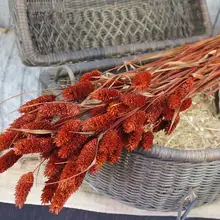 20 стеблей сушеные цветы натуральные растения ветка декоративные сушеные цветы Букеты для домашнего декора вечерние аксессуары для декора