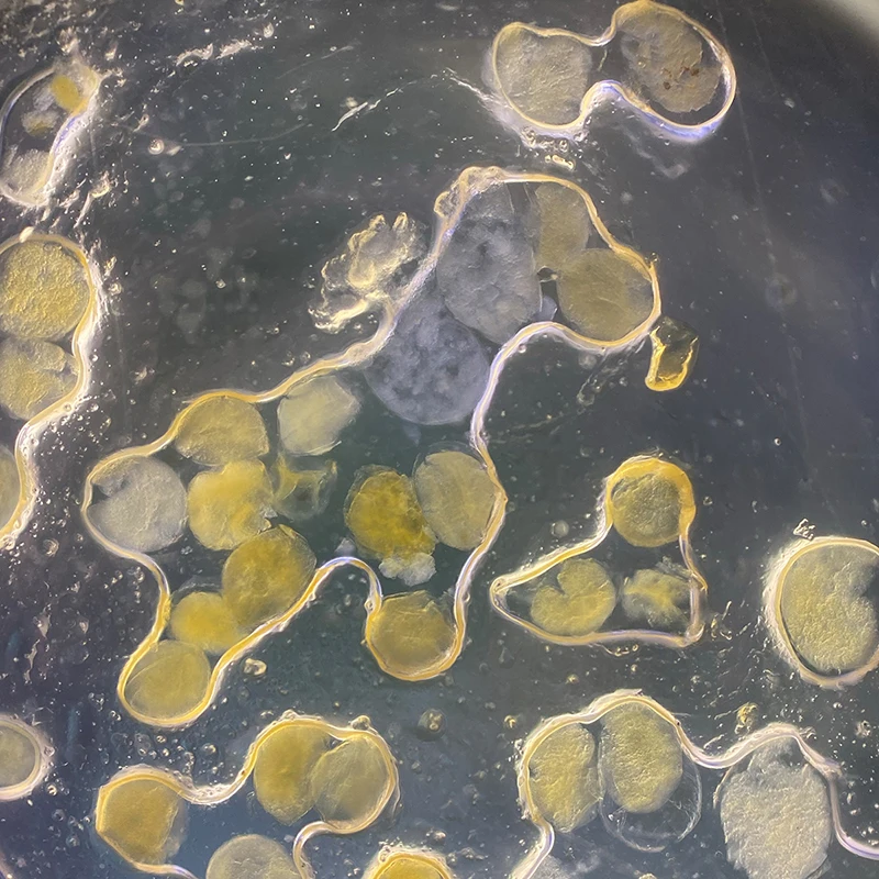 Ulanzi 400X Microscope Phone Lens Case Kit for iphone 11 Pro max Bulit-in Light Lens Kit Ulanzi 400X Microscope Phone Lens Case Kit for iphone 11 Pro max Bulit-in Light Lens Kit