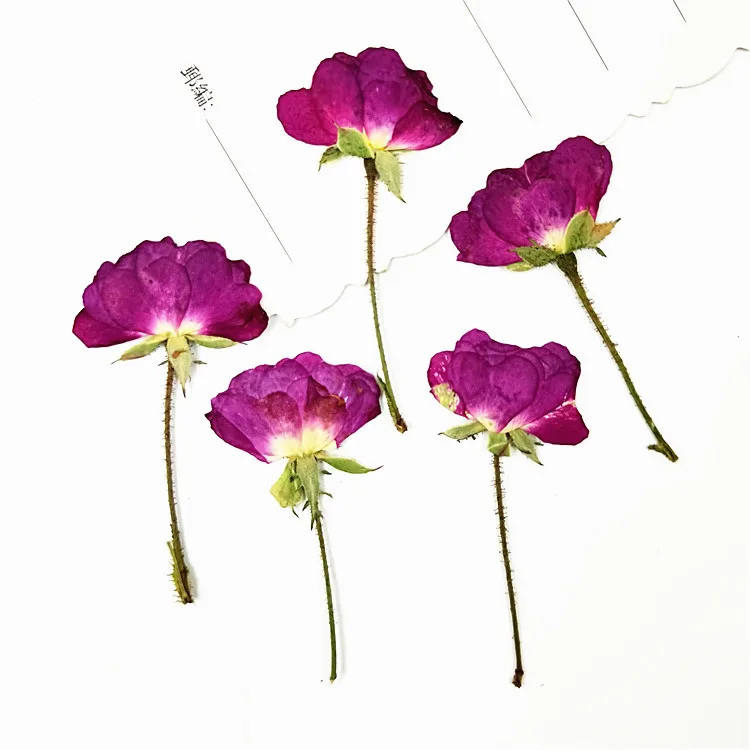 Description Picture 2 of item20-24pcs,Natural Pressed Roses with stem,Eternal Dried rose Flower for DIY Wedding invitations Craft Photo Bookmark Gift Cards