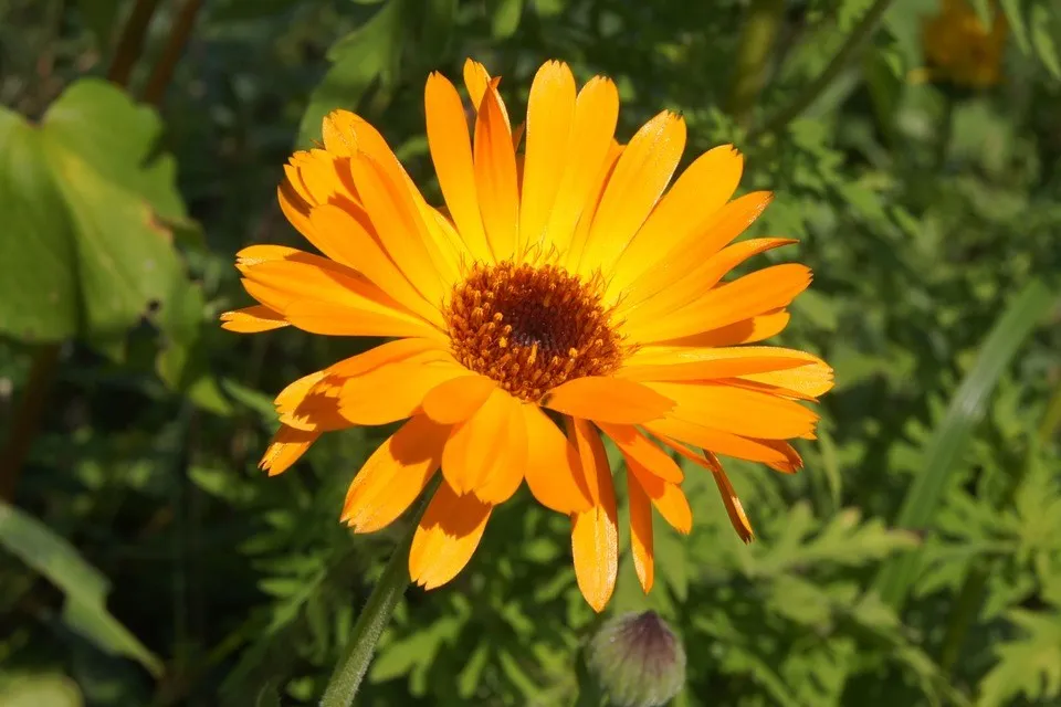 Seedssun aynсобой SAFA BLOSSOM*(Календула офисная