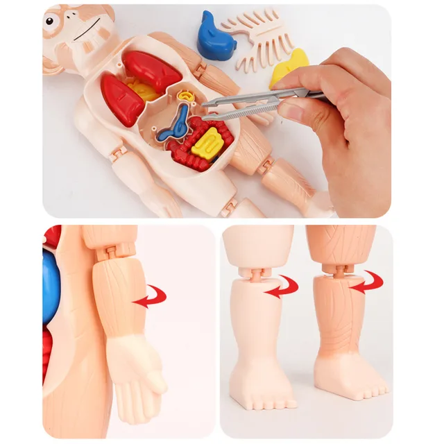 Human Body Anatomy Model Kid 3D Puzzle Educational Learning Organ Assembled Toy Body Organ Teaching Tool For Children STEAM Gift 3