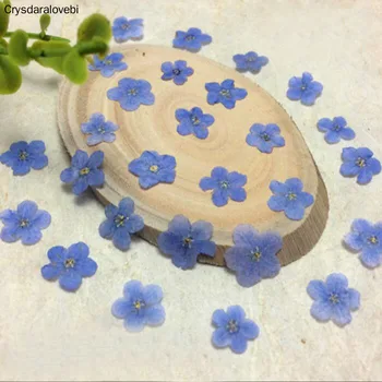 

100pcs Pressed Dried Blue/White Myosotis Sylvatica Forgetmenot Flower Plant Herbarium For Jewelry Phone Case Frame DIY Making
