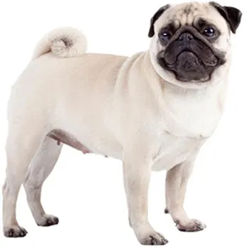 

Tuzik dinghy racing overalls Pug dog warm