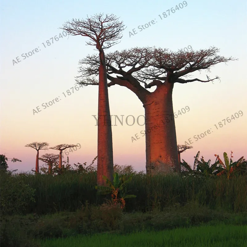 Содержит экстракт баобаба, 10 шт./упак. Австралийский редкий Baobab тропический гигантский посадки - Цвет: 3