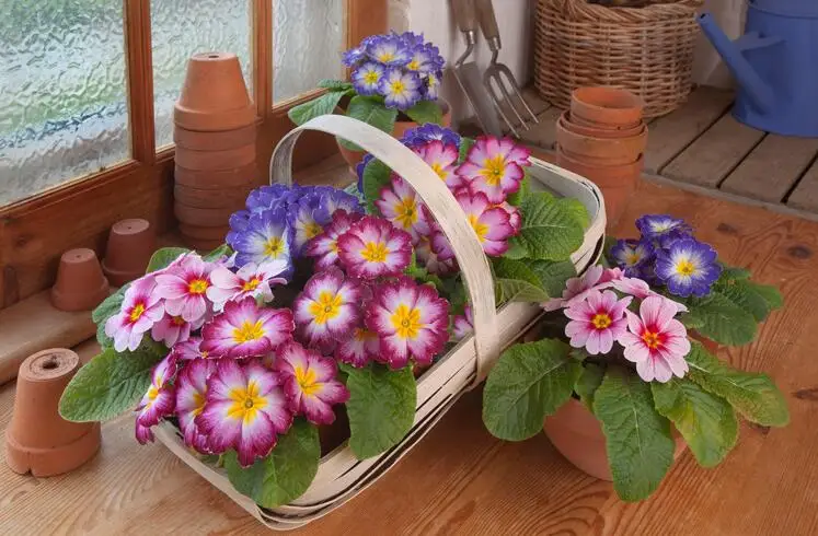 50 шт. примулы «Mixed» Примула легко DIY домашний сад