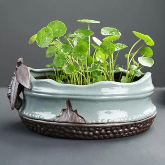 Macetas de terracota o de cerámica: ¿Qué es mejor para sus plantas de  interior?