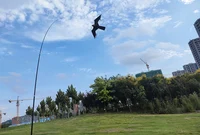 Outdoor Toys 47 Inch  Bird Scaring  Eagle Kite Good Flying For Garden/Orchard/ Farm 2